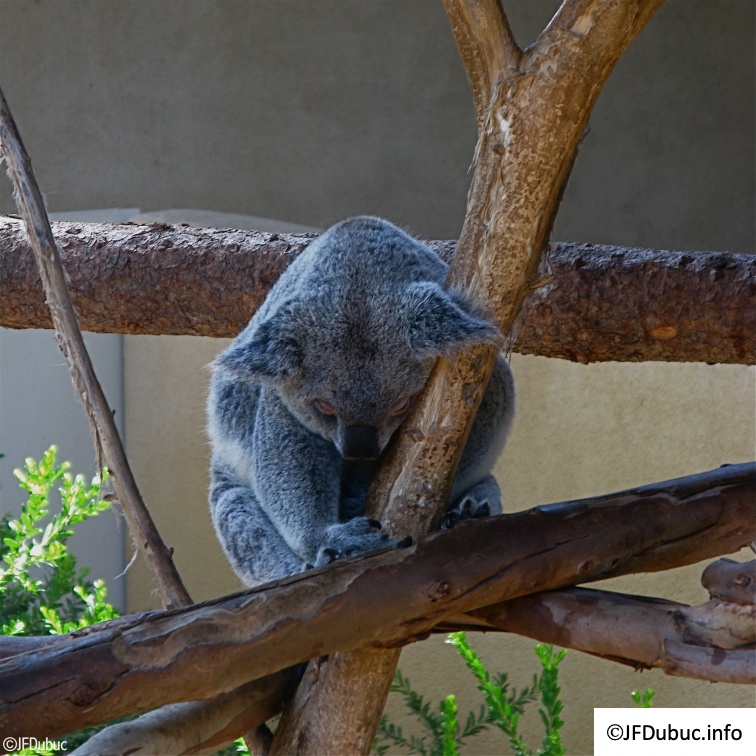 koala en digestion