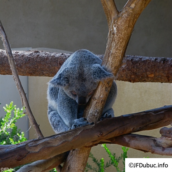 koala en digestion.JPG