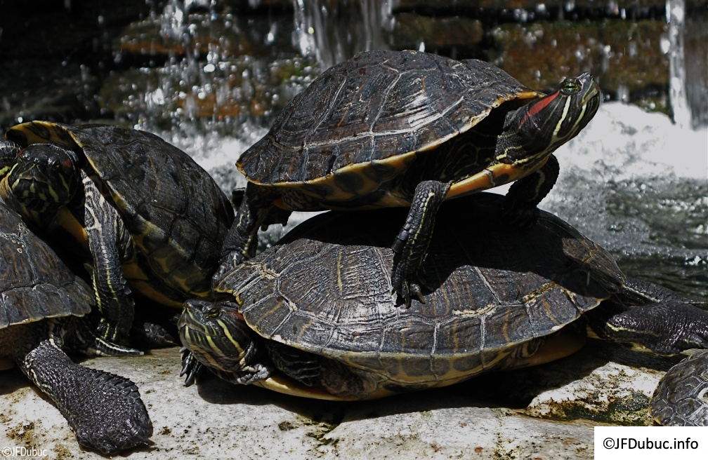 tortues au repos