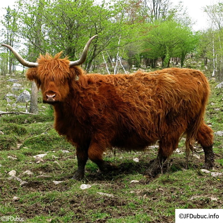 vache highlander