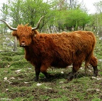 vache highlander
