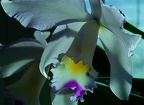 orchidee à Jules