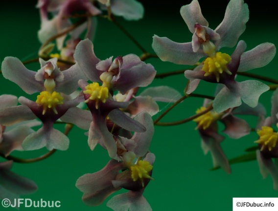 volée d'orchidées