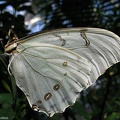 papillon 4
