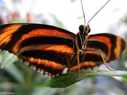 papillon 7