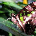 papillon 8
