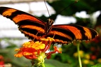 papillon 9