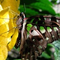 papillon 14