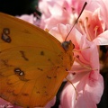papillon 16