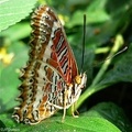 papillon 17