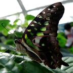 papillon 20