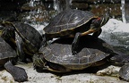 tortues au repos