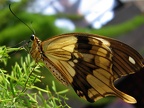 papillon 12