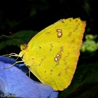 papillon 15
